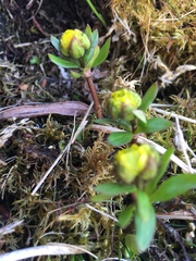 Ranunculus nivalis