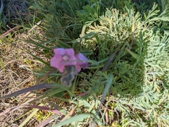 Sidalcea calycosa rhizomata