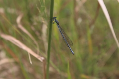 Pseudagrion spernatum