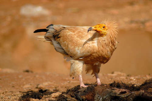 Egyptian Vulture