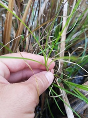 Carex vexans