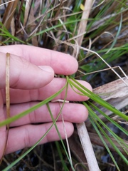 Carex vexans