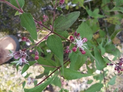 Tamaulipa azurea