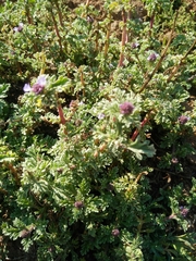 Verbena supina