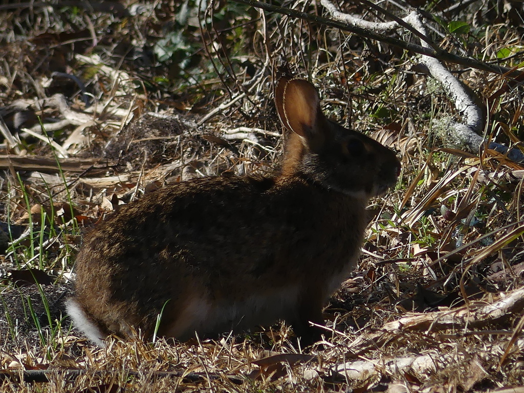Swamp Rabbit from Jane Ave, Houma, LA, US on February 11, 2022 at 10:04 ...