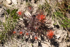Castilleja covilleana