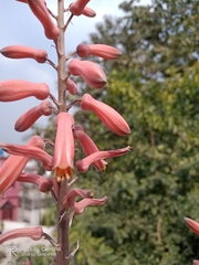 Aloe greatheadii