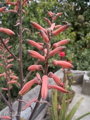 Aloe greatheadii