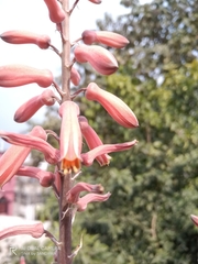 Aloe greatheadii