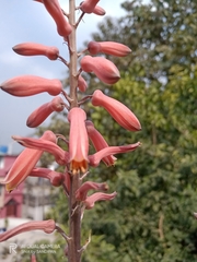Aloe greatheadii