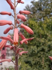 Aloe greatheadii