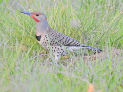 Colaptes auratus luteus × cafer