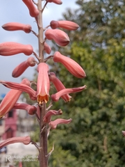 Aloe greatheadii