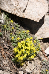 Draba densifolia