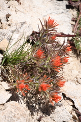 Castilleja covilleana