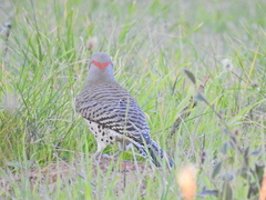 Colaptes auratus luteus × cafer