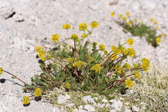 Ivesia gordonii