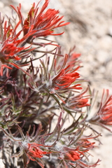 Castilleja covilleana
