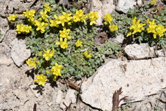 Draba densifolia