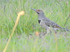 Colaptes auratus luteus × cafer