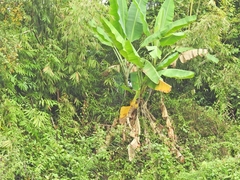 Musa acuminata siamea