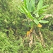 Musa acuminata siamea - Photo 由 Erik Delaquis 所上傳的 (c) Erik Delaquis，保留部份權利CC BY-NC