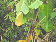 Musa acuminata siamea
