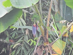 Musa acuminata siamea