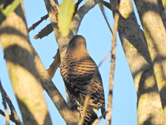 Colaptes auratus luteus × cafer