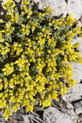 Draba densifolia