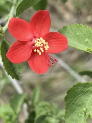 Hibiscus elliottiae image
