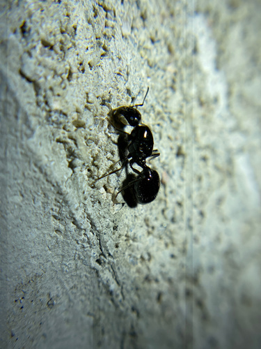 iNaturalist observation photo of Black Harvester Ant