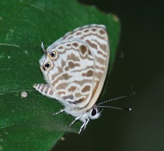 Leptotes plinius