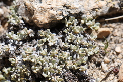 Eriogonum caespitosum