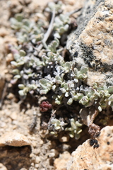 Eriogonum caespitosum