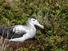 Antipodean Albatross photo 5