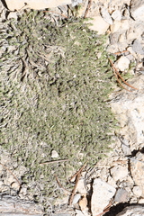 Eremogone kingii compacta