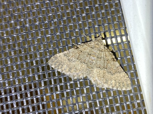 iNaturalist observation photo of New Mexico Carpet Moth