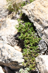 Eremogone kingii compacta