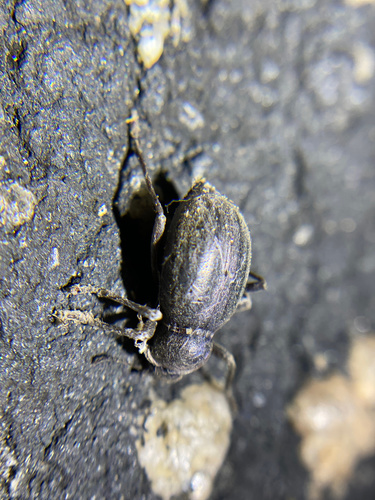 iNaturalist observation photo of Darkling Beetles