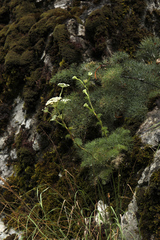 Seseli ponticum