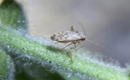 iNaturalist observation photo of Phylinae