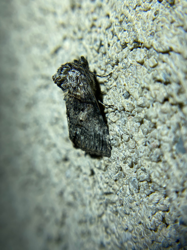 iNaturalist observation photo of Abrostola parvula