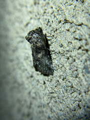 Abrostola parvula