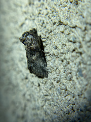 Abrostola parvula