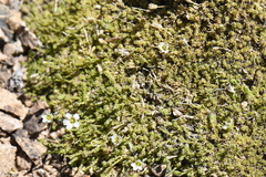 Eremogone kingii compacta