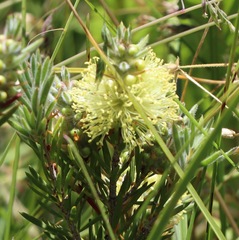 Melaleuca pityoides
