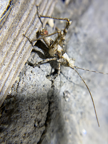 iNaturalist observation photo of Desert Long-horned Grasshopper