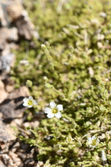 Eremogone kingii compacta