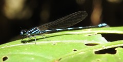 Argia adamsi